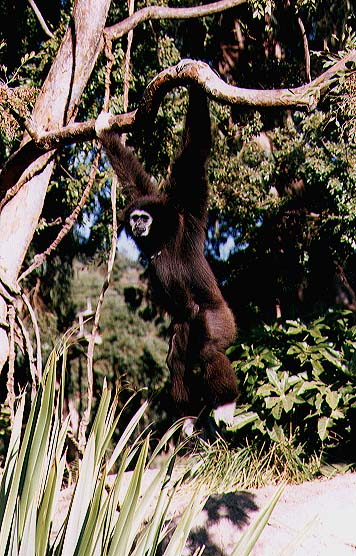 fehrkez gibbon