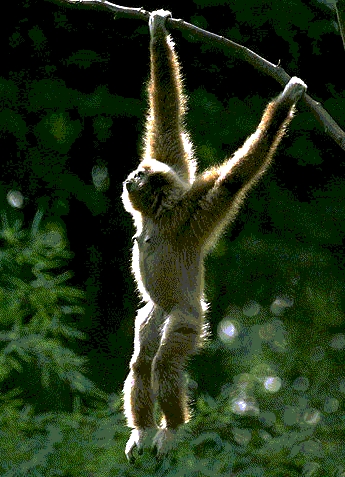 fehrkez gibbon