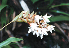 Orchidea