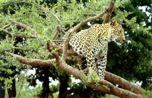 leoprd