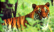 malj tigris