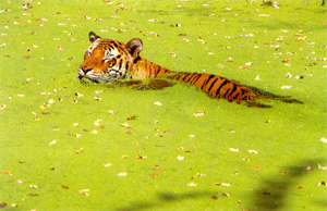 bengli tigris